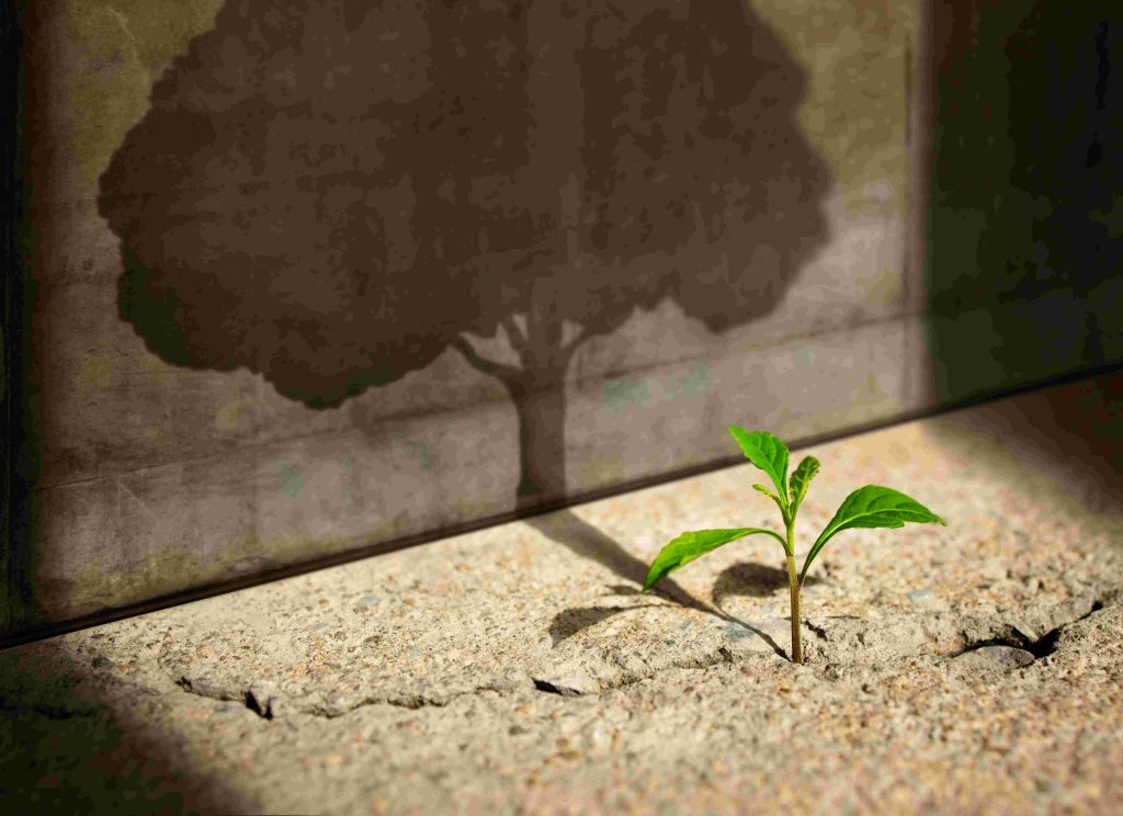 Ein Pflänzchen im Beton sieht sich im Schatten als großer Baum